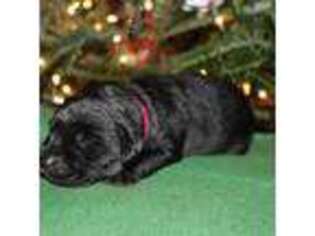 Labrador Retriever Puppy for sale in Ridgefield, CT, USA