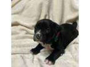 Mutt Puppy for sale in North Babylon, NY, USA