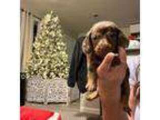Dachshund Puppy for sale in Sumter, SC, USA