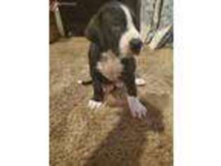 Great Dane Puppy for sale in Dodge Center, MN, USA