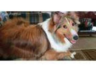 Shetland Sheepdog Puppy for sale in Portage, IN, USA