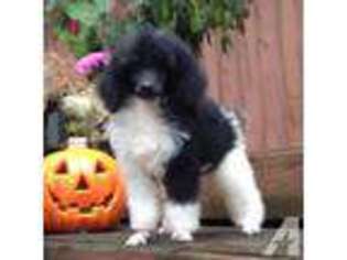 Mutt Puppy for sale in GIG HARBOR, WA, USA