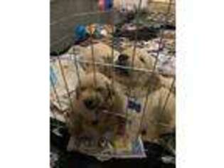 Golden Retriever Puppy for sale in Lebanon, PA, USA