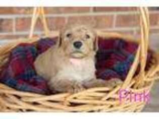 Goldendoodle Puppy for sale in Richlands, NC, USA