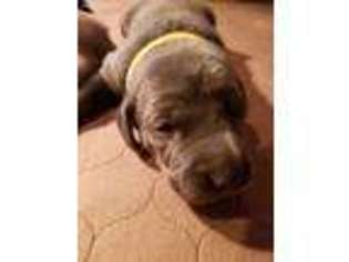 Weimaraner Puppy for sale in Blooming Prairie, MN, USA