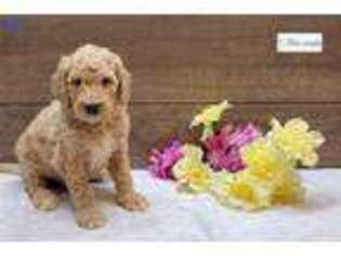 Goldendoodle Puppy for sale in Fort Wayne, IN, USA