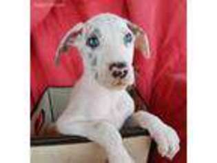 Great Dane Puppy for sale in Haileyville, OK, USA