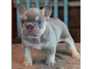French Bulldog Puppy for sale in Brashear, TX, USA