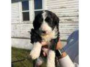 Mutt Puppy for sale in Russell, MN, USA
