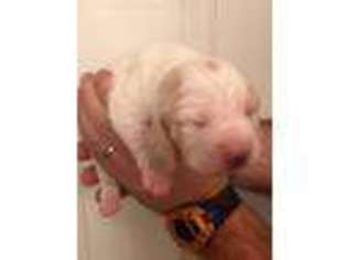 Basset Hound Puppy for sale in Baxley, GA, USA