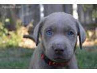 Labrador Retriever Puppy for sale in Modesto, CA, USA