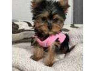 Yorkshire Terrier Puppy for sale in Harrison, NJ, USA