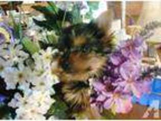 Yorkshire Terrier Puppy for sale in GRAHAM, NC, USA