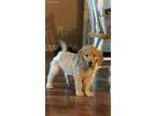 Goldendoodle Puppy for sale in Richlands, NC, USA