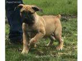 Boerboel Puppy for sale in Harrisburg, OR, USA