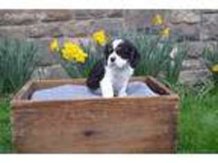 Cavalier King Charles Spaniel Puppy for sale in Kennerdell, PA, USA