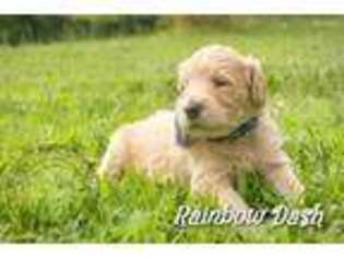 Goldendoodle Puppy for sale in Central, SC, USA