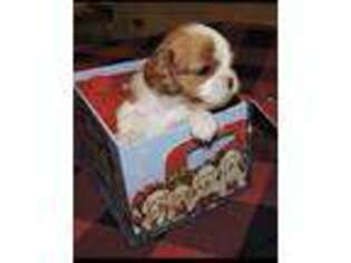 Cavalier King Charles Spaniel Puppy for sale in Waukomis, OK, USA