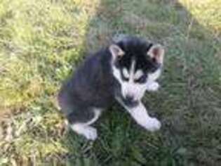 Siberian Husky Puppy for sale in Silver Creek, NY, USA