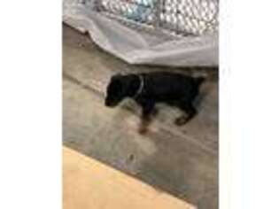 Doberman Pinscher Puppy for sale in Summerville, SC, USA