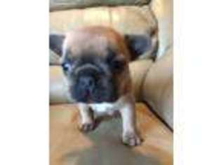 French Bulldog Puppy for sale in Alexandria, OH, USA