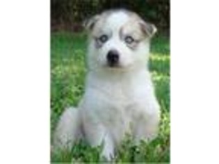 Siberian Husky Puppy for sale in Baxter, TN, USA
