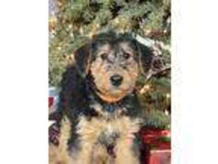 Airedale Terrier Puppy for sale in Castle Rock, WA, USA