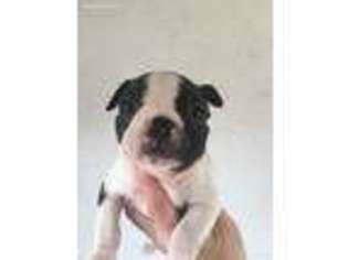 Boston Terrier Puppy for sale in Harrisonburg, VA, USA