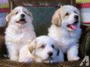 Great Pyrenees Puppy for sale in VALLEJO, CA, USA