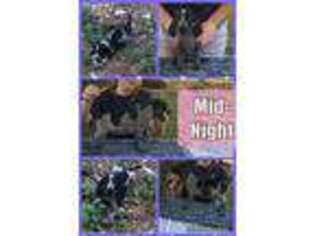 Bluetick Coonhound Puppy for sale in Cherryville, NC, USA