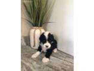 Old English Sheepdog Puppy for sale in Carthage, TN, USA