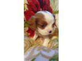 Cavalier King Charles Spaniel Puppy for sale in Cushing, OK, USA