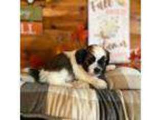 Mutt Puppy for sale in Deckerville, MI, USA