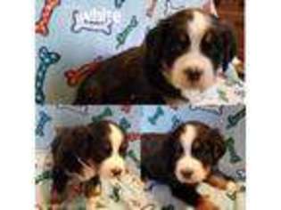 Bernese Mountain Dog Puppy for sale in Bellville, OH, USA