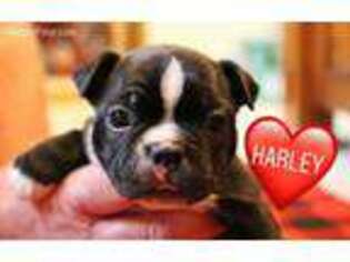 Boston Terrier Puppy for sale in Wichita, KS, USA