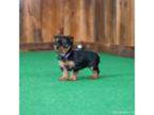 Yorkshire Terrier Puppy for sale in Centreville, MI, USA