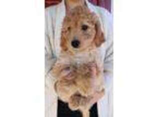 Goldendoodle Puppy for sale in Diamond, MO, USA