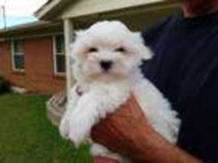 Maltese Puppy for sale in De Soto, MO, USA
