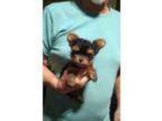 Yorkshire Terrier Puppy for sale in Bryant, IN, USA