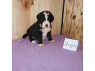 Mutt Puppy for sale in Brook Park, MN, USA