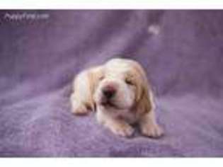 Basset Hound Puppy for sale in Harrah, OK, USA