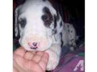 Great Dane Puppy for sale in COMMERCE, GA, USA