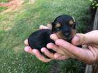 Yorkshire Terrier Puppy for sale in Belton, SC, USA