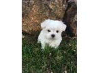 Maltese Puppy for sale in Tishomingo, OK, USA