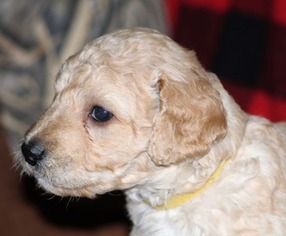 Labrador Retriever Puppy for sale in Alpena, MI, USA