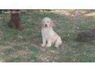 Labradoodle Puppy for sale in Strasburg, VA, USA