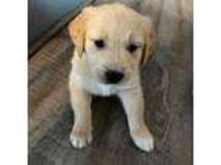 Golden Retriever Puppy for sale in Virginia Beach, VA, USA