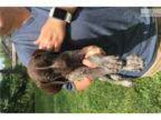 German Shorthaired Pointer Puppy for sale in Cincinnati, OH, USA