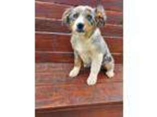 Australian Shepherd Puppy for sale in Mount Hope, AL, USA
