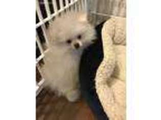 Pomeranian Puppy for sale in Malden, MA, USA